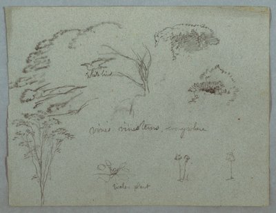 Undersøgelser fra Rio Magdalena, Colombia: trætoppe, flyvende hvide fugle, vinstokke og tre blomstrende planter af Frederic Edwin Church