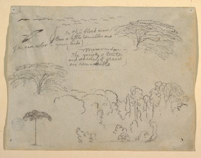 Undersøgelser af fugle og træer set fra Rio Magdalena, Colombia af Frederic Edwin Church