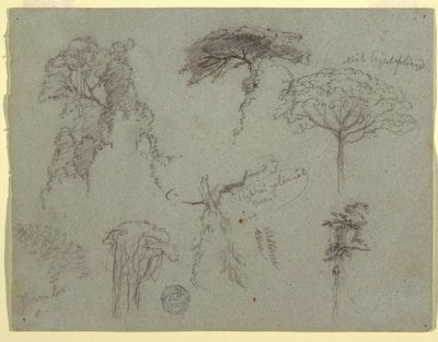 Studier af træer, Ecuador af Frederic Edwin Church