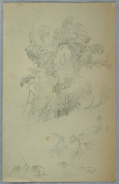 Studier af træer og grene, Jamaica af Frederic Edwin Church