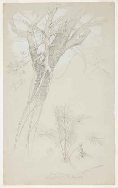 Undersøgelse af træstamme, parasitvin og palmeplante, Jamaica af Frederic Edwin Church