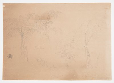 Undersøgelse af to træer og tre planter, nær Jorje, Ecuador af Frederic Edwin Church