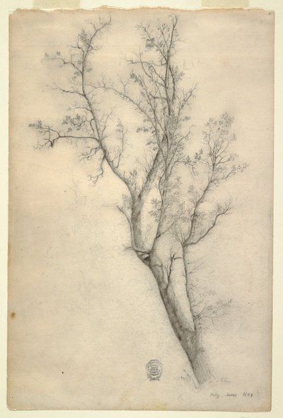 Træ med mange grene af Frederic Edwin Church