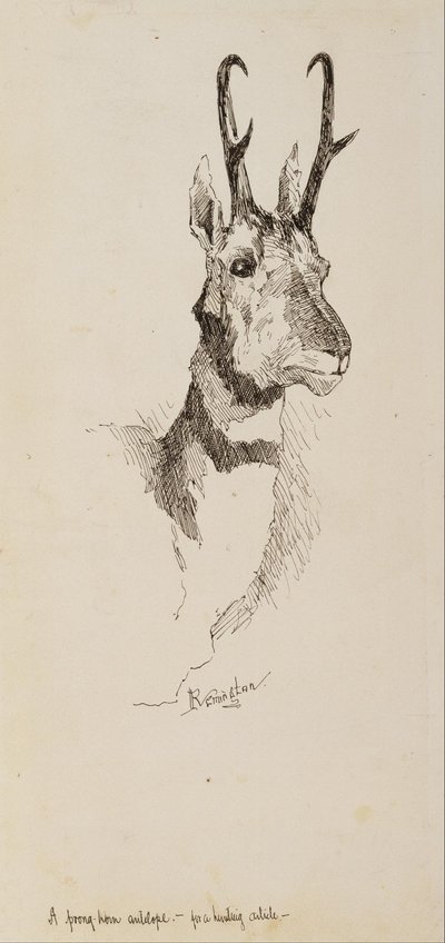 En Pronghorn-antilope af Frederic Remington