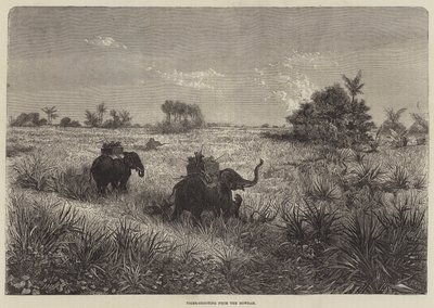 Indien og prinsen af Wales, Tiger-skydning fra Howdah af Frederic Theodore Lix
