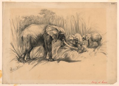 Elfenben derhjemme af Frederic Villiers
