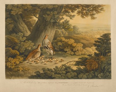 Agerhøns (farvegravering) af Frederick Christian Lewis