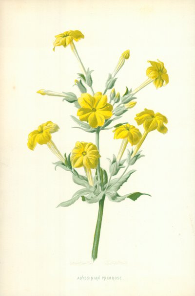 Abessinisk Primrose af Frederick Edward Hulme