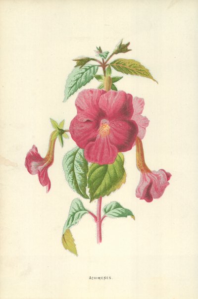 Achimenes af Frederick Edward Hulme