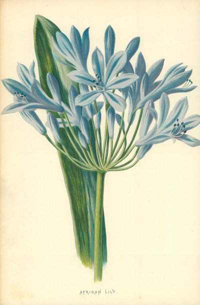 afrikansk lilje af Frederick Edward Hulme