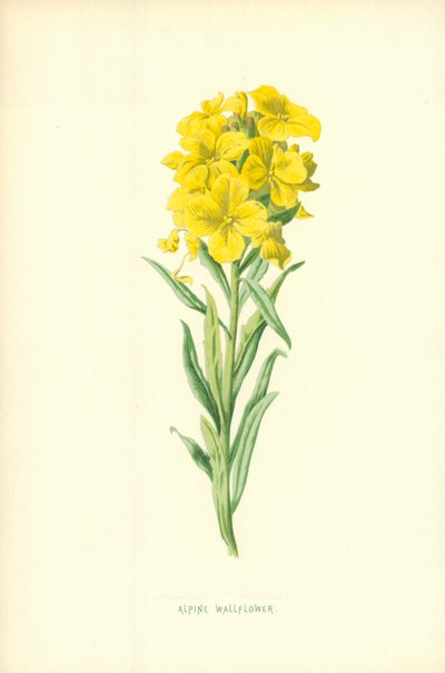 Alpine vægblomst af Frederick Edward Hulme