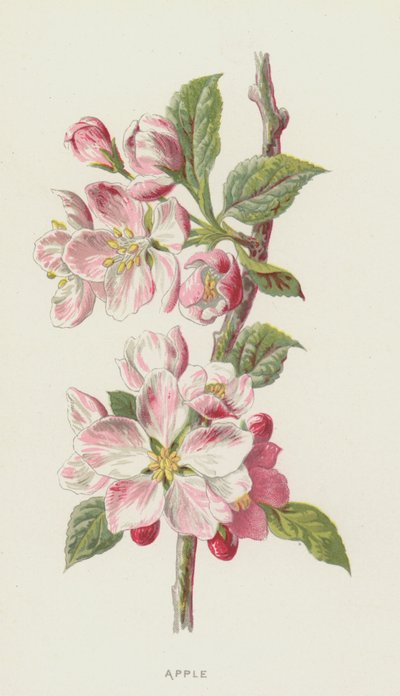Æble (chromolitho) af Frederick Edward Hulme