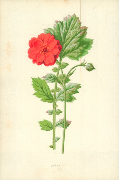 Avens af Frederick Edward Hulme