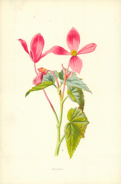 Begonia af Frederick Edward Hulme