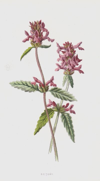 Betony (chromolitho) af Frederick Edward Hulme