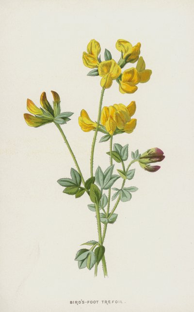 Fugle-Foot Trefoil (chromolitho) af Frederick Edward Hulme