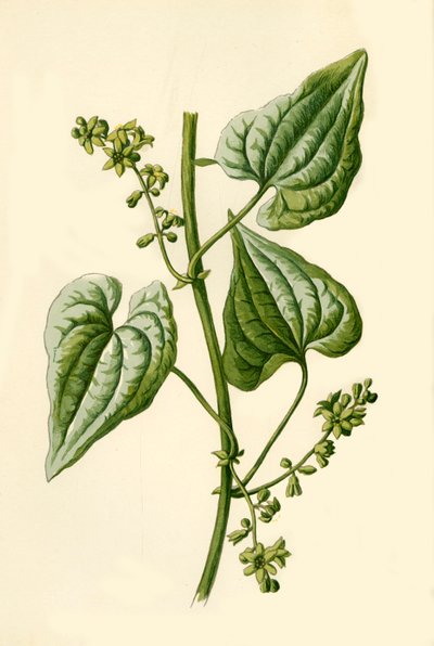 Black Bryony, 1877. af Frederick Edward Hulme