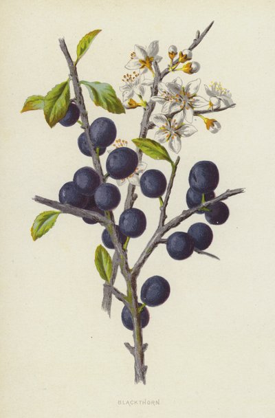 Blackthorn (chromolitho) af Frederick Edward Hulme