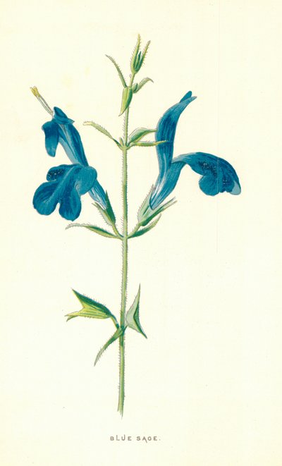 Blå salvie af Frederick Edward Hulme