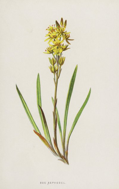 Bog Asphodel (chromolitho) af Frederick Edward Hulme