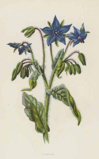 Borage (chromolitho) af Frederick Edward Hulme