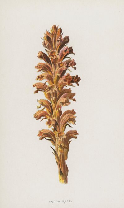Gyvelraps (chromolitho) af Frederick Edward Hulme