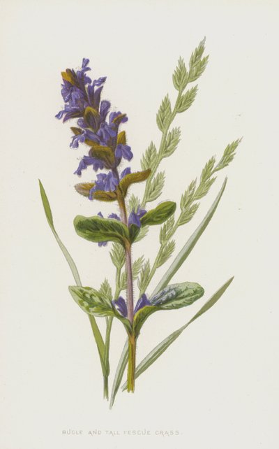 Bugle og høj svingel græs (chromolitho) af Frederick Edward Hulme