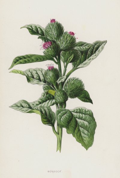 Burre (chromolitho) af Frederick Edward Hulme