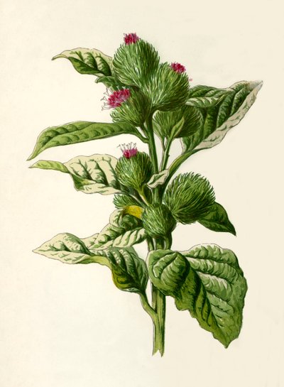 Burdock, 1877. af Frederick Edward Hulme
