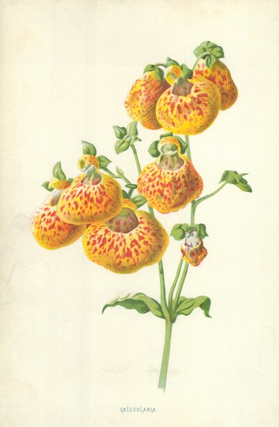 Calceolaria af Frederick Edward Hulme