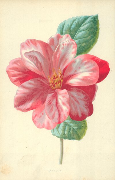 Camellia af Frederick Edward Hulme