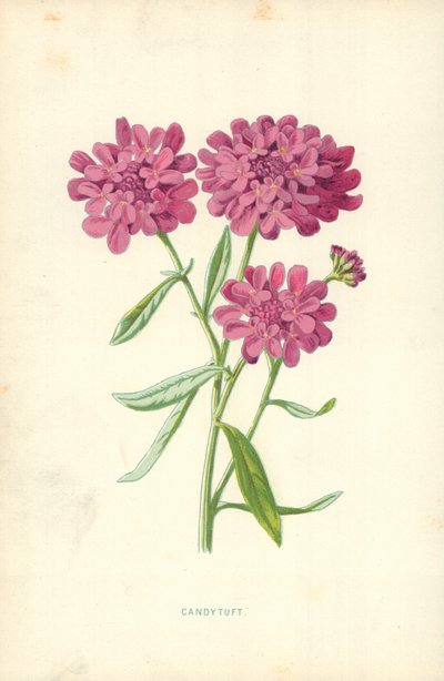 Candytuft af Frederick Edward Hulme