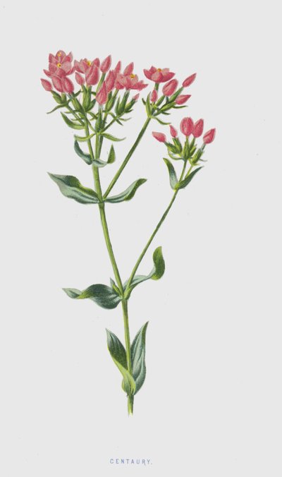 Centaury (chromolitho) af Frederick Edward Hulme