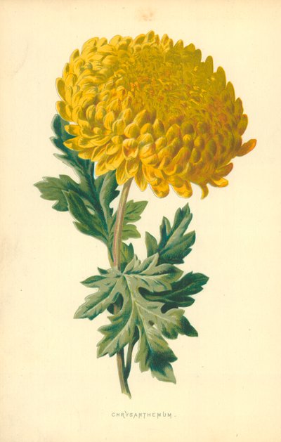 Krysantemum af Frederick Edward Hulme