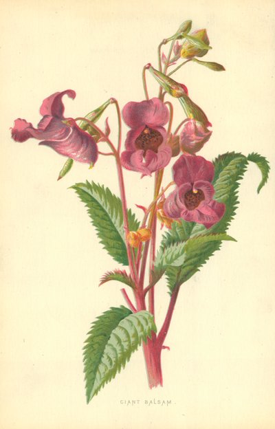 Ciant Balsam af Frederick Edward Hulme
