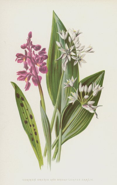 Almindelig orkidé og bredbladet hvidløg (chromolitho) af Frederick Edward Hulme