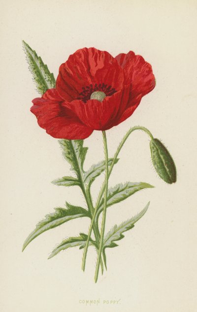 Almindelig valmue (chromolitho) af Frederick Edward Hulme