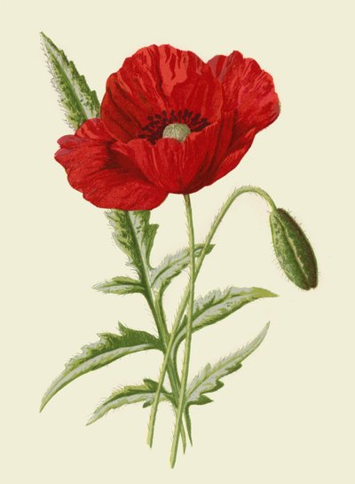 Almindelig valmue af Frederick Edward Hulme