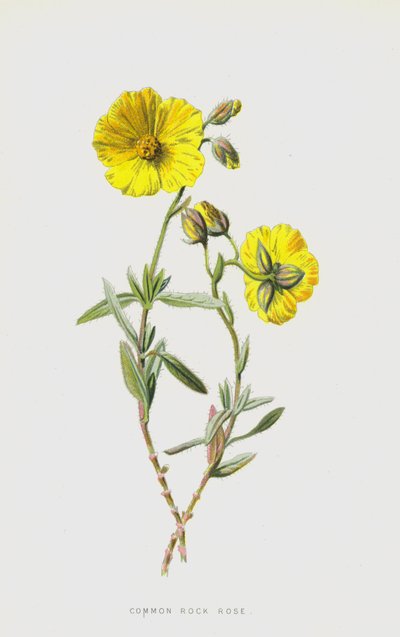 Common Rock Rose (chromolitho) af Frederick Edward Hulme