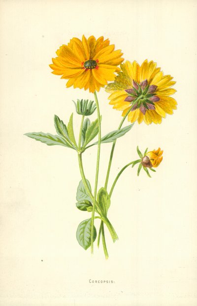 Coreopsis af Frederick Edward Hulme