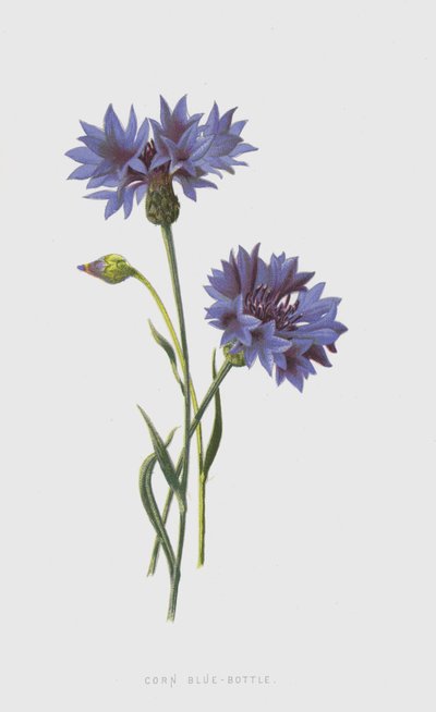 Corn Blue-Bottle (chromolitho) af Frederick Edward Hulme