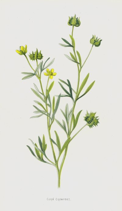 Majskragefod (chromolitho) af Frederick Edward Hulme