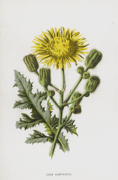 Majsfrø (chromolitho) af Frederick Edward Hulme
