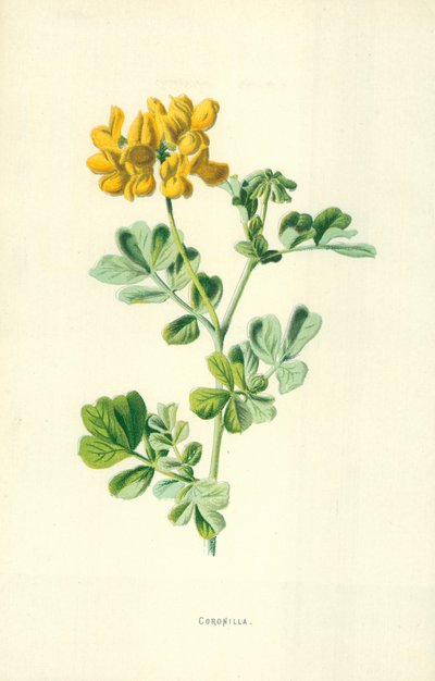 krone af Frederick Edward Hulme