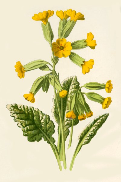 Cowslip, 1877. af Frederick Edward Hulme
