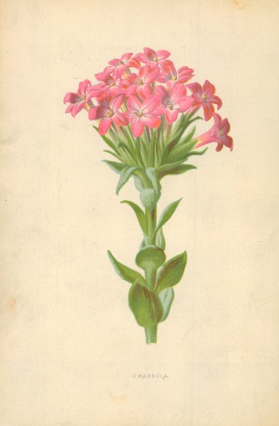 Crassula af Frederick Edward Hulme