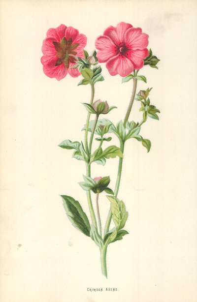 Crimson Avens af Frederick Edward Hulme