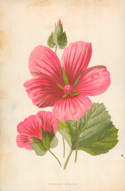 Crimson Mallow af Frederick Edward Hulme