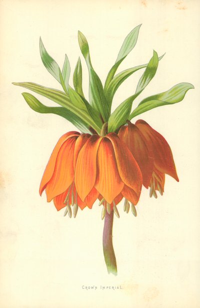 Crown Imperial af Frederick Edward Hulme
