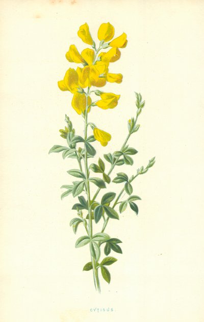 Cytisus af Frederick Edward Hulme